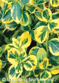 Euonymus fortunei 'Gold Splash'